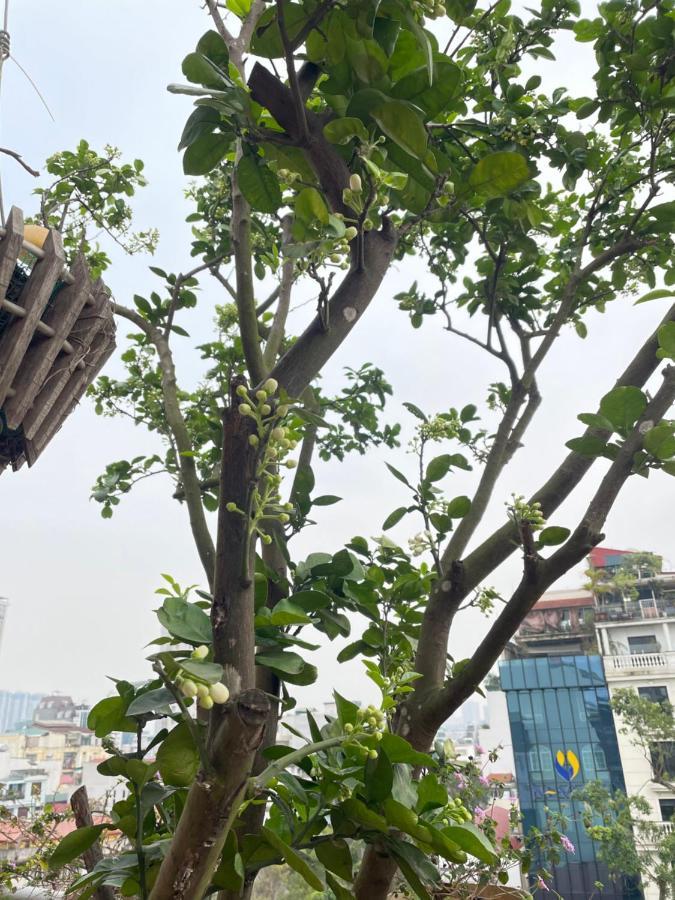 May Residence-800M From Opera House 河内 外观 照片